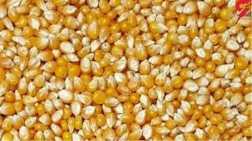 سکوت استاندارد در ماجرای ترخیص ذرت های آلوده و چند ابهام!
