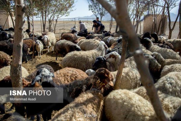 ۷ و شش دهم میلیون راس دام سبک در بهار ۱۴۰۱ پروار شد