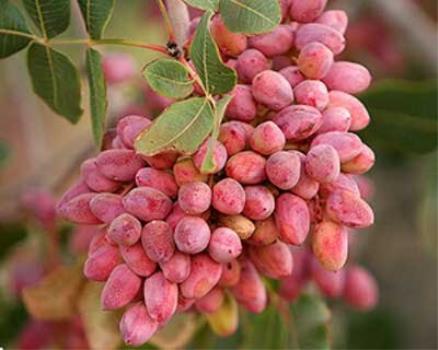 کشاورزانی که دیگر علاقه ای به کشت پسته ندارند