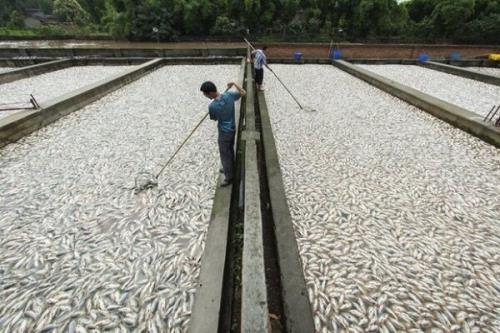 آبزی پروری در زمینه ماهیان آب شیرین دو برابر می شود