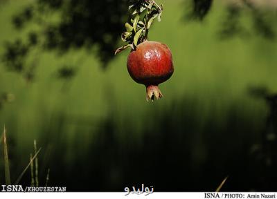 افزایش ۳ درصدی تولید محصول انار در خوزستان