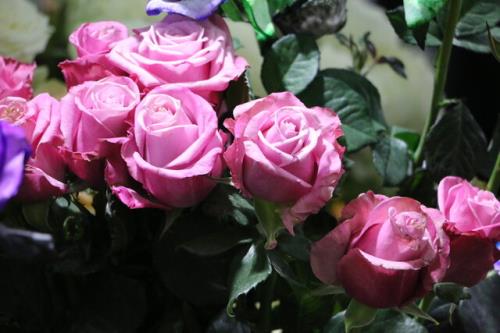 دلیلهای افزایش قیمت گل در ایام گذشته