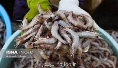 شروع فصل تکثیر میگو در خوزستان