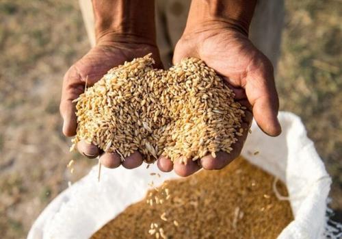 درخواست وزارت جهاد کشاورزی برای افزایش 3 برابری یارانه بذر گندم
