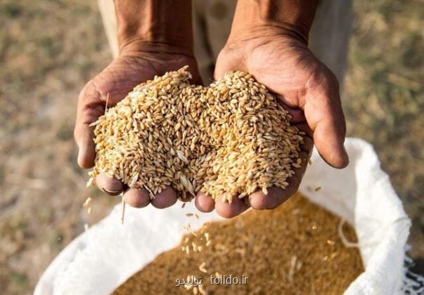 درخواست وزارت جهاد کشاورزی برای افزایش 3 برابری یارانه بذر گندم