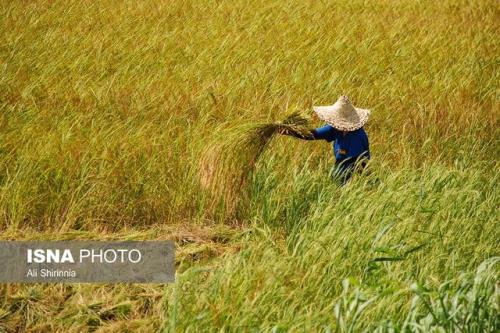 شالیزارهای گیلان در آستانه پرورش برنجی با کیفیت تر از برنج اولیه