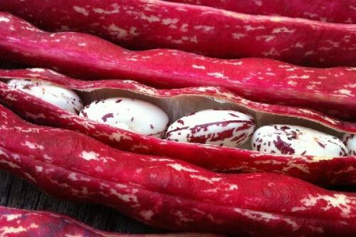 پیشبینی برداشت ۲۵۰۰ میلیاردی پاچ باقلای پاییزه در گیلان