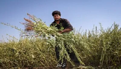 پیشبینی تولید بیشتر از 4600 تن کنجد از مزارع دلگان