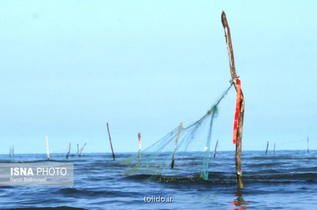 افزایش ۸۷ درصدی تولید آبزیان در بوشهر