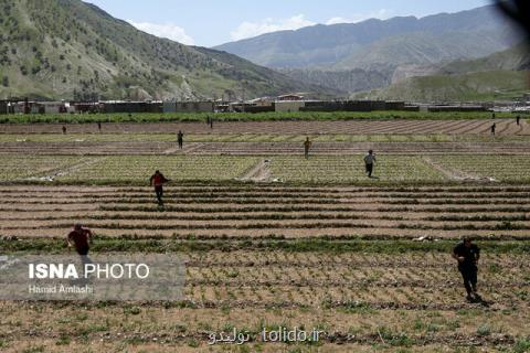 خسارت ۴۵۰۰ میلیارد تومانی سیل به كشاورزی ۱۲ استان خسارت ۴۵۰۰ میلیارد تومانی سیل به كشاورزی ۱۲ استان