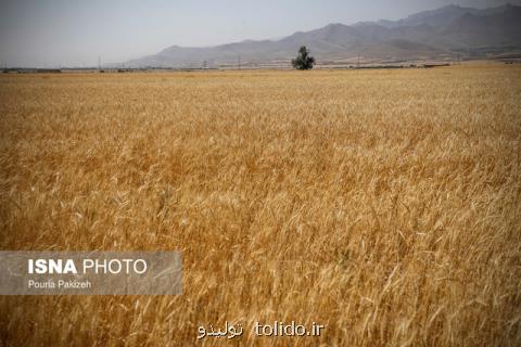 بزرگترین صادركنندگان امسال جهان در بازار گندم بزرگترین صادركنندگان امسال جهان در بازار گندم