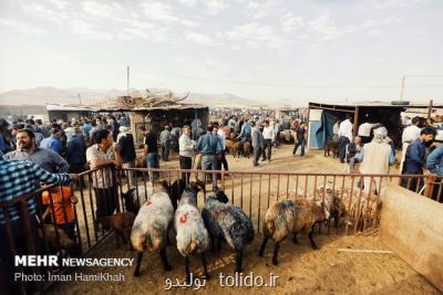 قیمت عرضه دام زنده در عید سعید قربان ۴۷ هزار تومان است قیمت عرضه دام زنده در عید سعید قربان ۴۷ هزار تومان است
