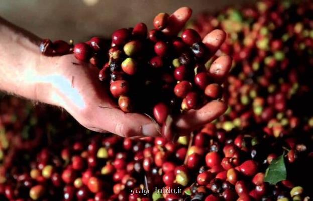 بزرگترین تولیدكنندگان دانه قهوه جهان كدامند؟ بزرگترین تولیدكنندگان دانه قهوه جهان كدامند؟