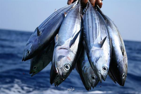 صدمه زا نبودن مصرف ماهی های دریای خزر