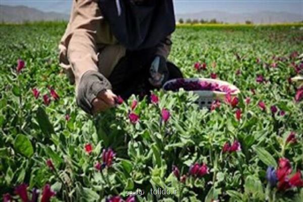 عقب ماندگی استان مركزی از بازار گیاهان دارویی عقب ماندگی استان مركزی از بازار گیاهان دارویی